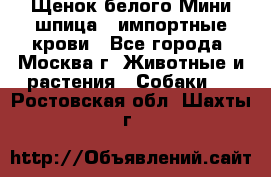 Щенок белого Мини шпица , импортные крови - Все города, Москва г. Животные и растения » Собаки   . Ростовская обл.,Шахты г.